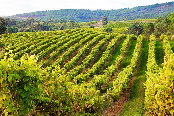 3 Best Wine Tours In Galicia
