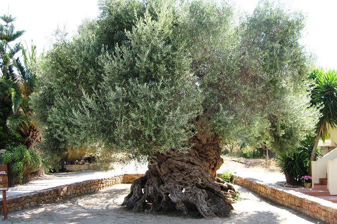 Wine, Beer, Olive Oil Tasting Private Tour (Price per Group of 6)