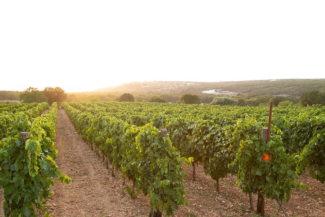 Wine Experience: Vineyard, Wines and Food - Good To Know
