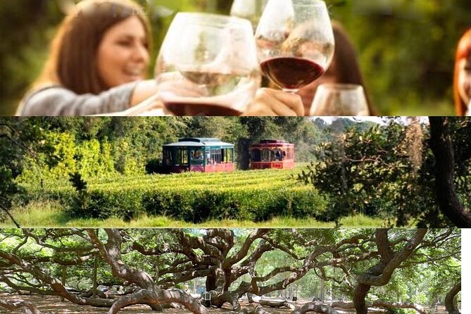 Wine Sippin, Tea Drinkin & Tree Huggin Tour: The Wadmalaw Adventure - Key Takeaways