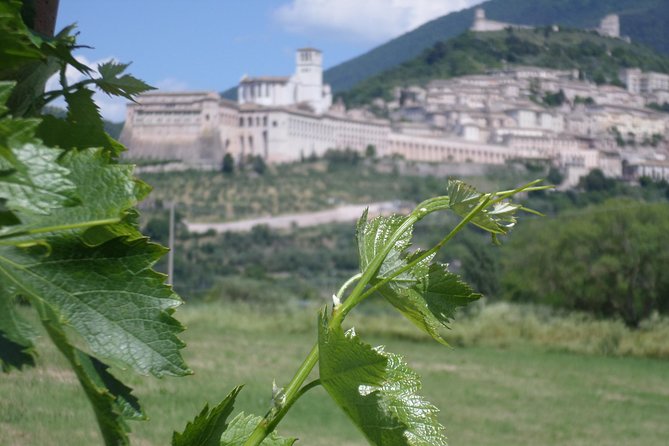 Wine Tasting and Walk in the Vineyard of Assisi - Good To Know