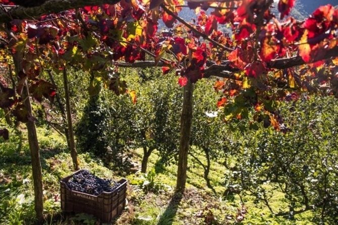 Wine Tasting at the Apicella Winery - History of Apicella Winery