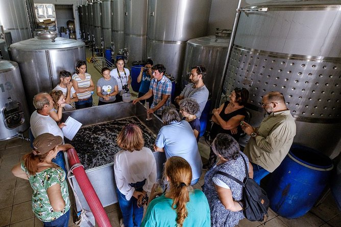 Wine Tastings, With Tour Option - Authentic Algarve Flavours by Quinta Da Tôr