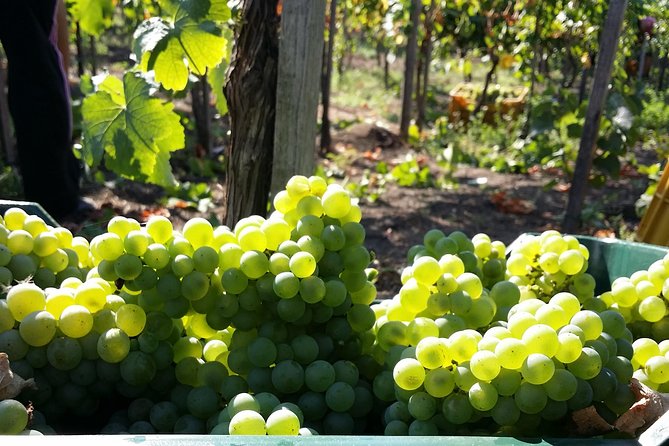 Wine Tour and Lunch With Winetasting and Vineyard Visit - Good To Know