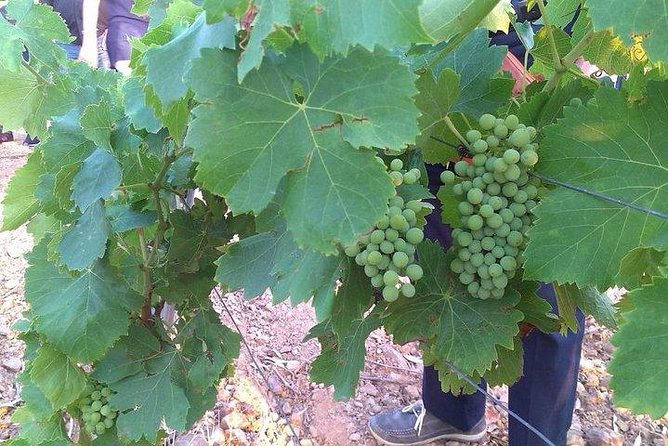 Wine Tour Aroud Vineyards of Cagliari - Reviews and Ratings From Viator and Tripadvisor