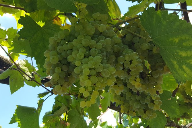 Wine Tour Experience for Family or Friends Group