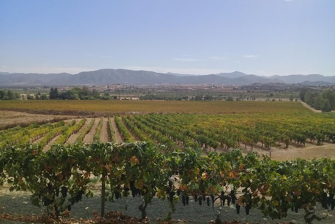 Wine Tours and Driver Service Through Valle De Guadalupe, Ensenada B.C. Mexico