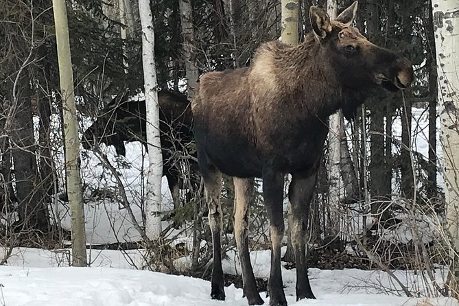 Winter - Anchorage All Around City Tour - Good To Know