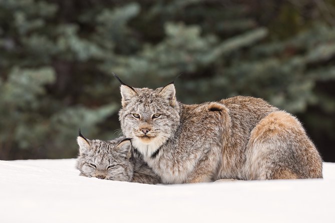 Winter Wildlife Discovery Tour - Tour Highlights