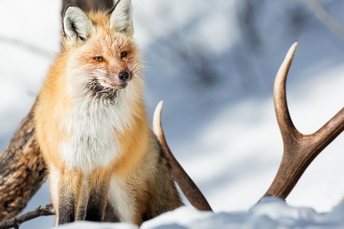 Winter Yellowstone Tour (With Optional Hike or Snowshoe) - Good To Know