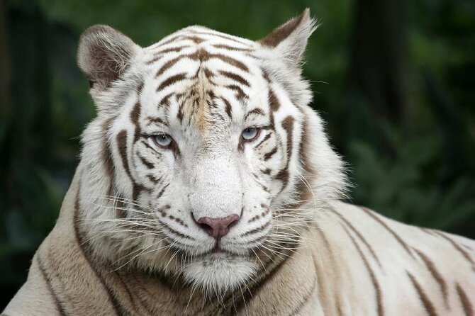 Wondrous Wildlife @ Singapore Zoo Roundtrip Transfers - Good To Know