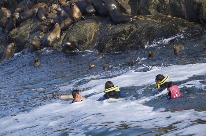 Yacht Tour to Palomino Islands to Swim With Sea Lions