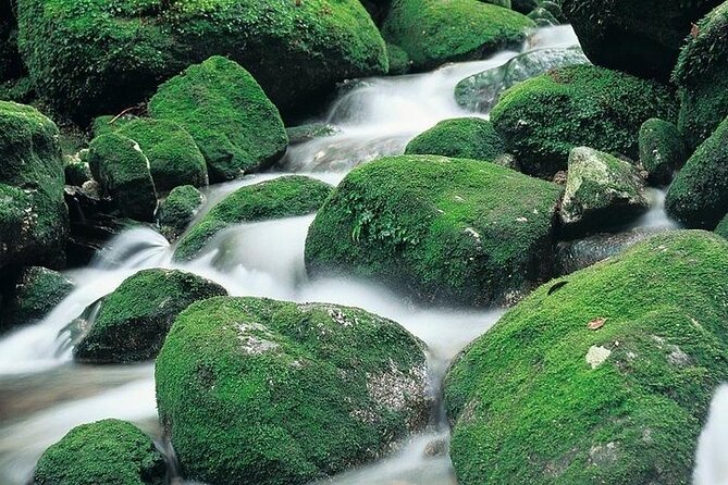 Yakushima 1 Day SHIRATANI UNSUIKYO Walking With ENGLISH Speaking Guide