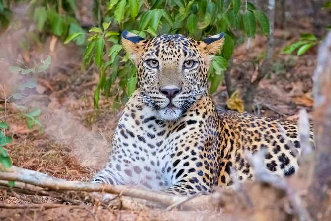 Yala National Park Safari From Weligama