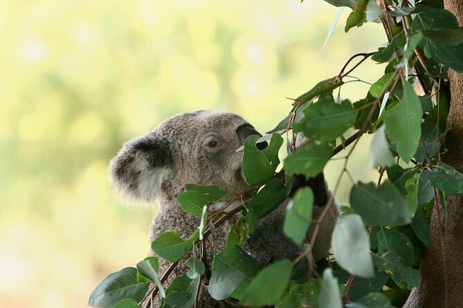 Yanchep Ultimate Adventure Guided Hike Tour