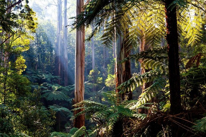Yarra Valley, Dandenong Ranges Inc. Lunch With Wine,Plus Morning Tea,Chocolate - Overview and Itinerary