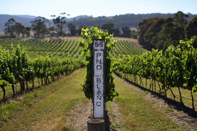 Yarra Valley Premium Tour Inc Lunch and Cheese and Wine Pairing at De Bortoli