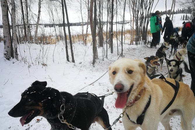 Yellowknife Northwest Territories Dog Sledding Experience