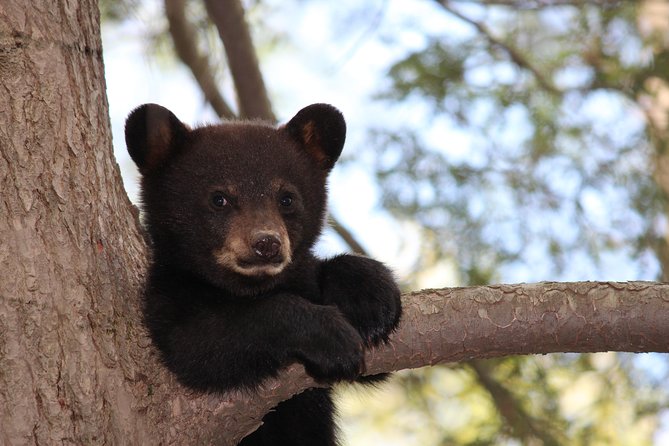 Yellowstone and Grand Teton 4 Day 3 Night Wildlife Adventure - Tour Overview and Features