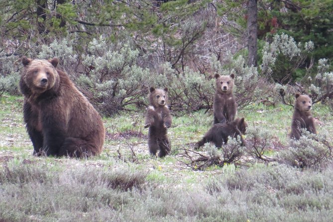 Yellowstone National Park – Full-Day Lower Loop Tour From Jackson