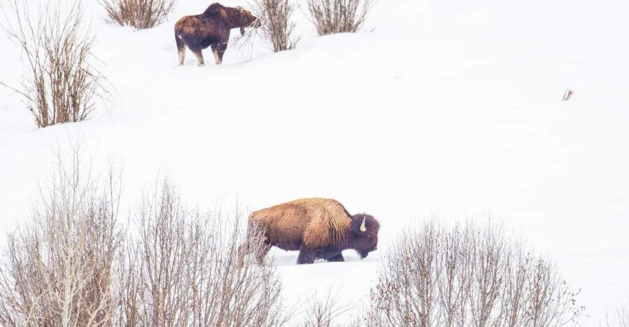 Yellowstone: Sightseeing Tour - Good To Know