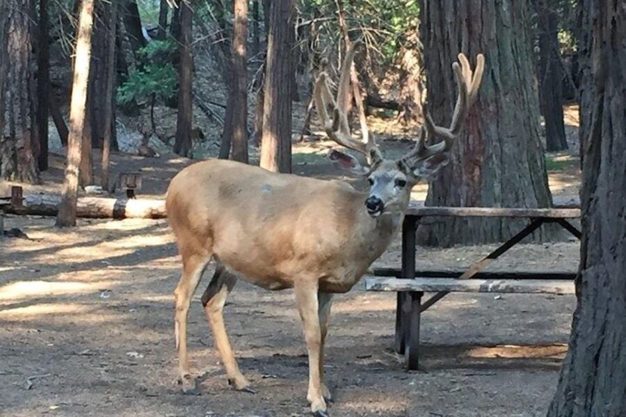Yosemite: Full Day Tour With Lunch and Hotel Pick up - Good To Know