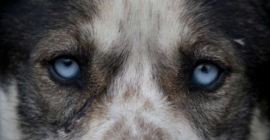 Yukon Dogs and Gold