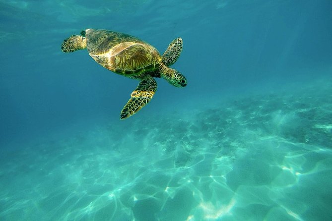 Zakynthos Turtle Trip—Cameo Island, Keri Caves and Marathonisi