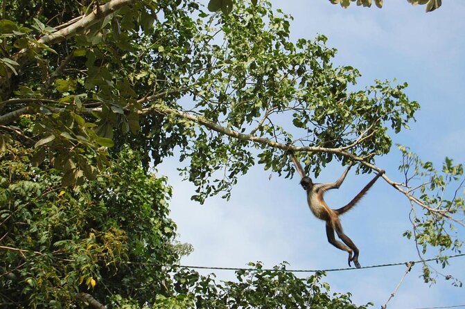 Zip Lining and Canoe Monkey Jungle in Tulum - Good To Know