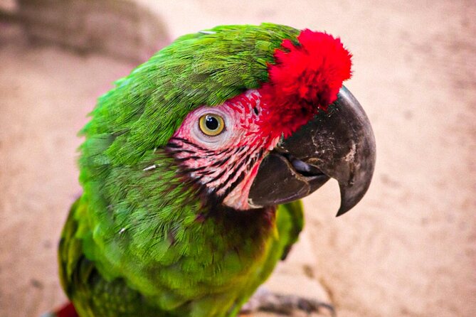 Zipline/Canopy Tour in Puerto Vallarta - Good To Know