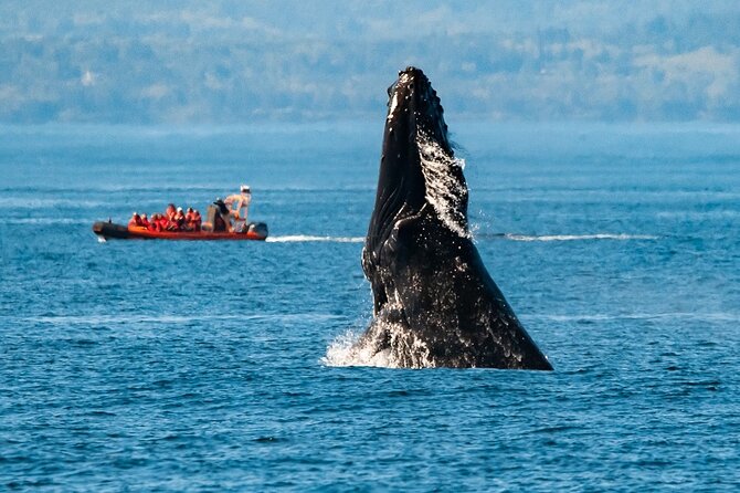 Zodiac Marine Wildlife Excursion From Victoria - Good To Know