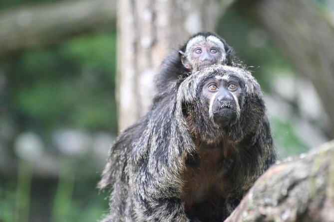 Zoo Of Beauval – Private Trip