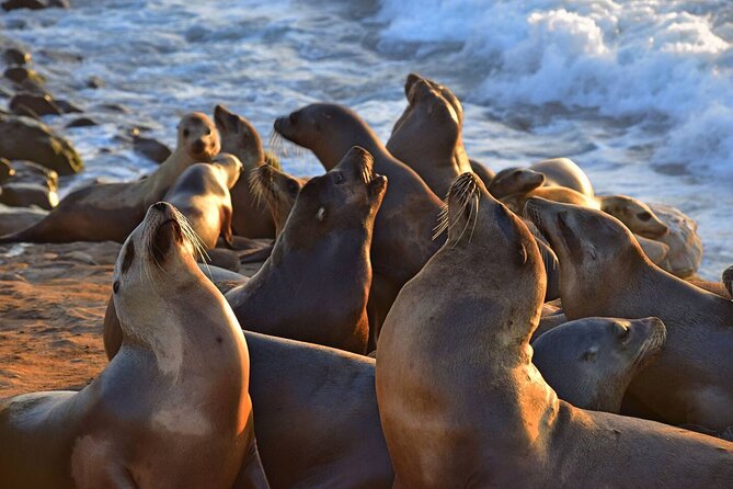 1.5 Hour Walking Tour From La Jolla in San Diego - Good To Know
