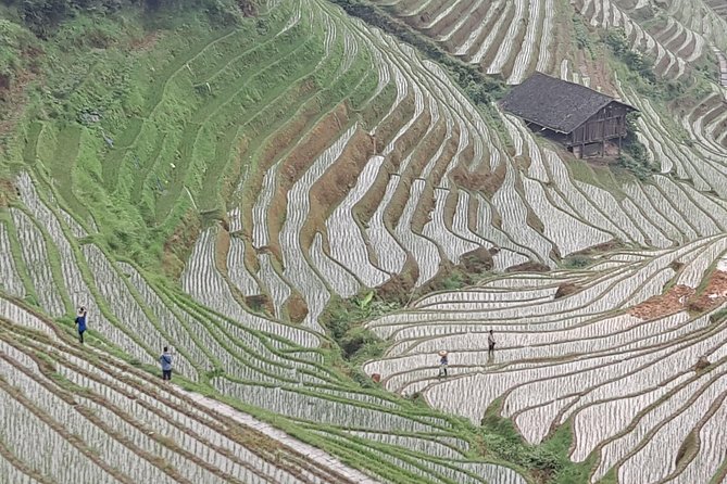 1-Day Longji Terrace Fields-Dazhai Village Tour With the English Speaking Driver