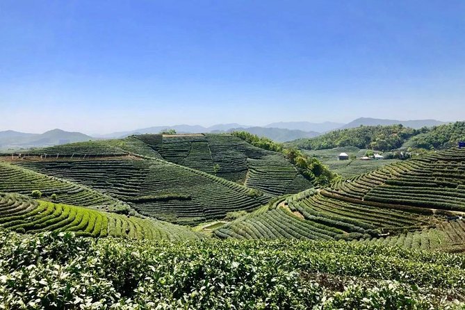 1-Day Village Tea Picking, Roasting & Serving Guided Private Tour From Hangzhou - Tour Highlights