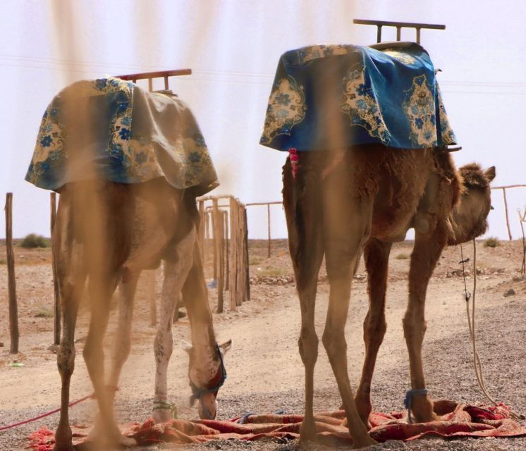 1 Hour Camel Riding in the Palm Grove