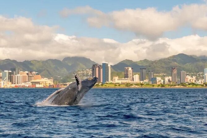 1 Hour Guided Whale Watching Cruise Experience in Waikiki - Good To Know