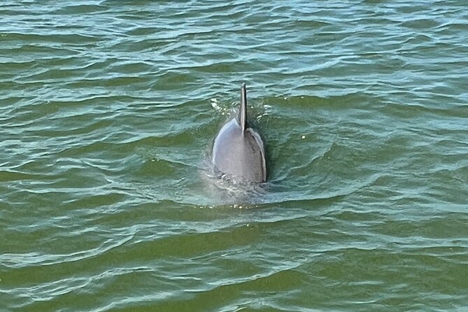 1 Hour Private Dolphin Tour - Tour Overview