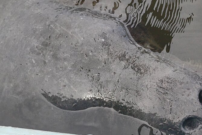 1-Hour Single Kayak Rental With Manatee & Dolphin Sightings - Good To Know