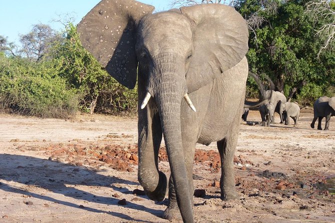 12-Day Delta, Chobe & Victoria Falls (Small Group Safari)