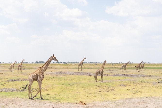 14-Day Kruger to the Delta, Chobe & Victoria Falls (Small Group Safari)