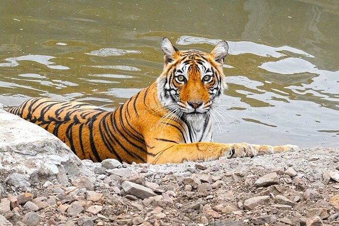 05 Days Golden Triangle Tour With Ranthambore Jungle Safari - Tour Highlights