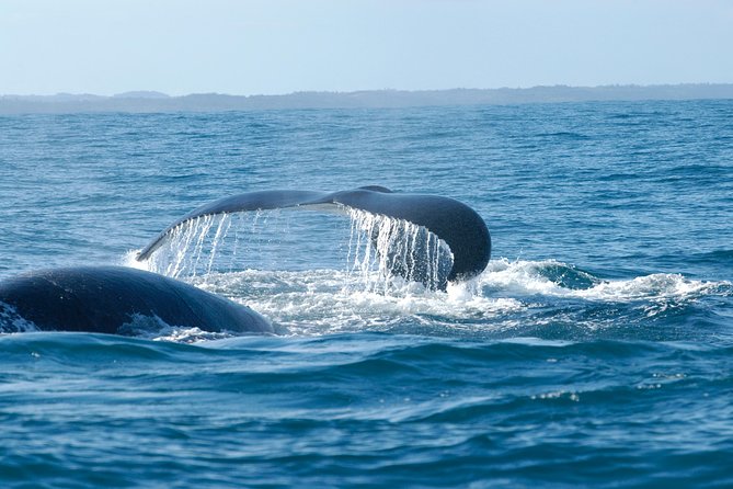 1 Day Hemel En Aarde Whale Coast Wine Tour With Private Transfers - Tour Details