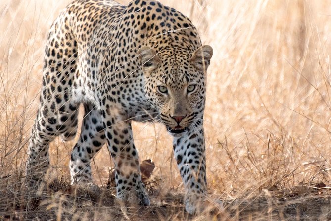 1 Day Photographic Wildlife Safari From Hazyview to Kruger Park - Safari Details