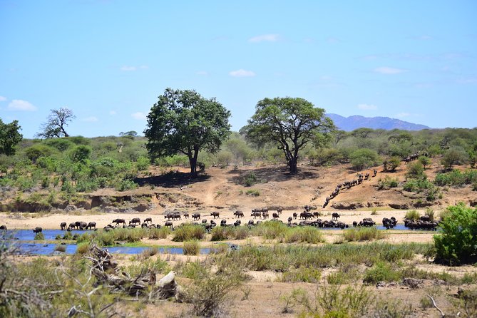 1 Day Skukuza Wildlife Photographic Safari - Kruger National Park - Safari Highlights