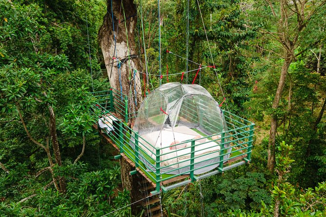 1 Day Tree Climbing and Rappelling Experience With Accommodation - Experience Overview
