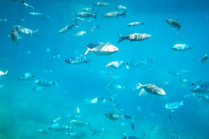 1-Hour Guided Semi-Submarine Tour to Isola Bella - Tour Details