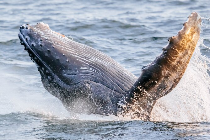 1 Hour Guided Whale Watching Cruise Experience in Waikiki - Booking Information