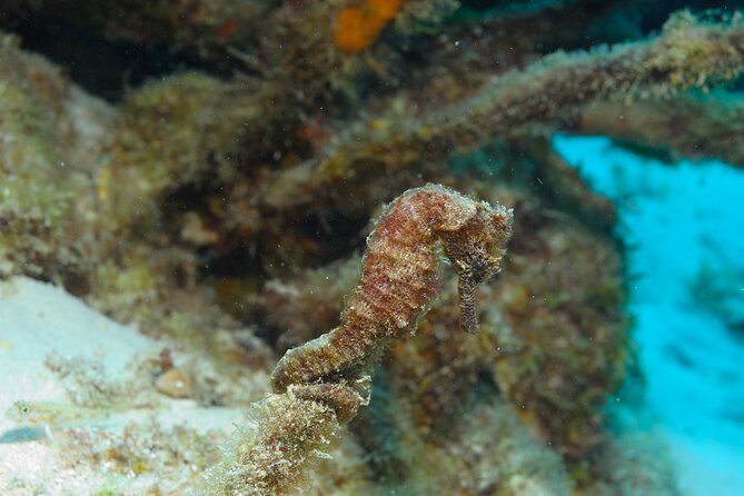 100% Private Sail & Dive From a 45ft Sailing Yacht in Bonaire - Customizing Your Dive Route