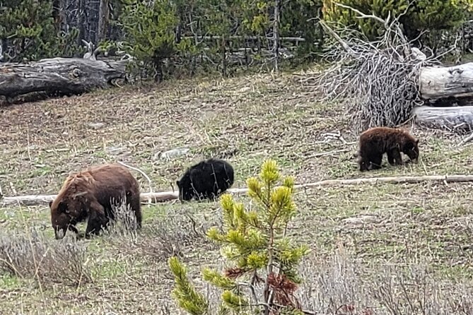 2-Day 1-Night Yellowstone Adventure With Stay in Yellowstone! - Pickup and Accommodation Details